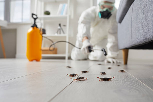 Post-Treatment Bed Bug Interceptor Monitoring in Tome